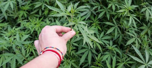a hand touch a field of cannabis plants, marijuana training techniques