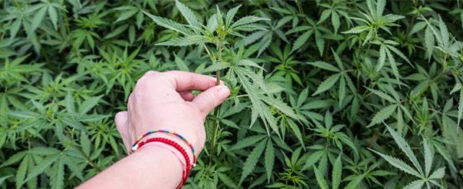 a hand touch a field of cannabis plants, marijuana training techniques