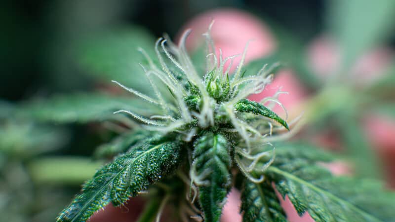 up close of a marijuana plant, popularity of marijuana