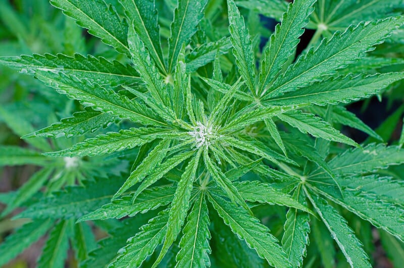 field of cannabis plants, cannabis uses and varieties 