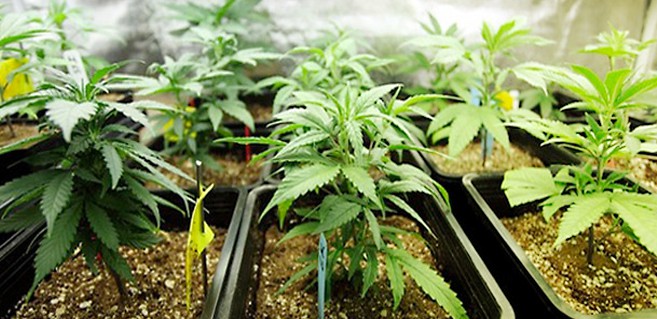 Best Place to Grow Marijuana?