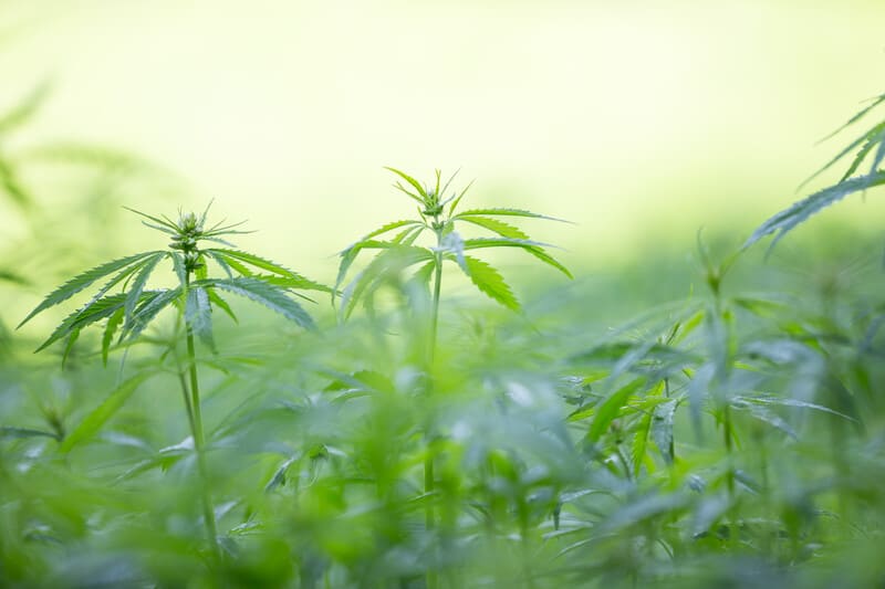 field of marijuana plants, top cannabis jobs