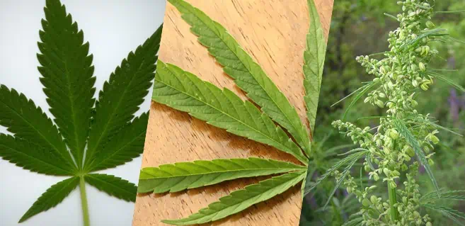 3 Main Varieties of Cannabis