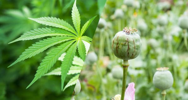 Cannabinoids & Marijuana. Weed leaf.