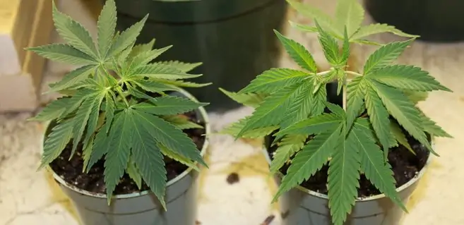 Cannabis Cloning Methods