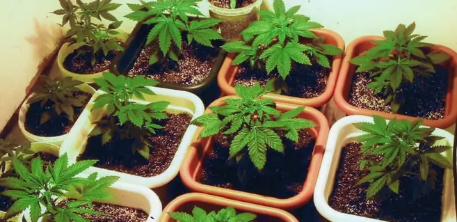 Best Marijuana Nutrients for Soil
