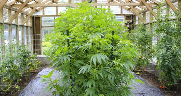 Needs for Growing Cannabis. Weed plants in greenhouse.