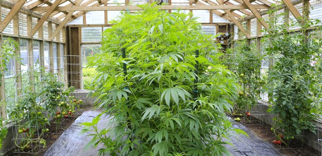 Top 6 Needs for Growing Marijuana