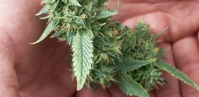 When to Harvest Cannabis