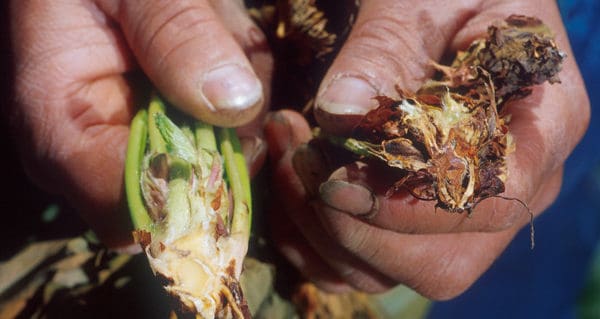 Roots in hands, cannabis root disease