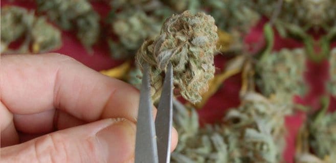 How To Harvest Marijuana