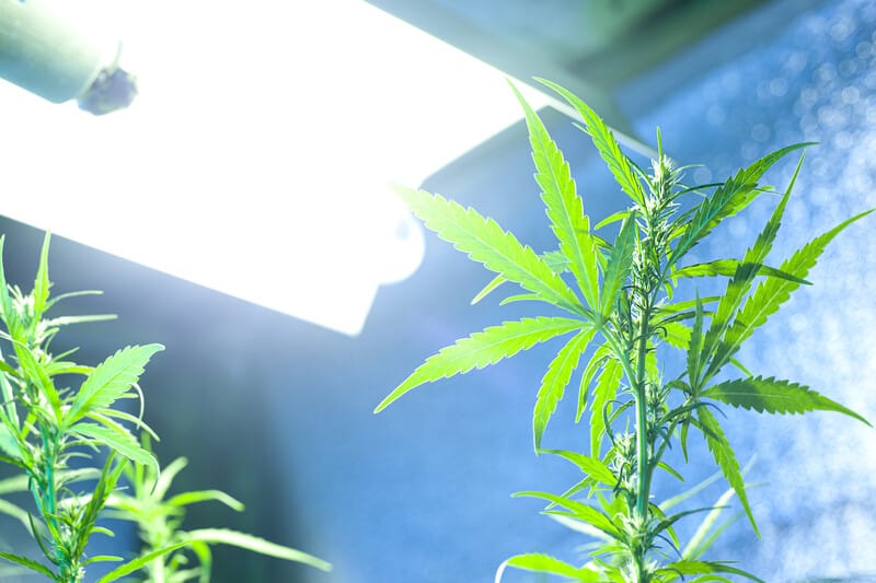 cannabis plant under lights, best lighting for cannabis growing