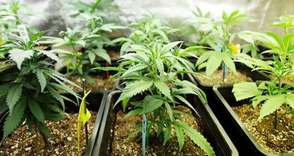 Marijuana Dioxide Enrichment. Marijuana plants in soil.