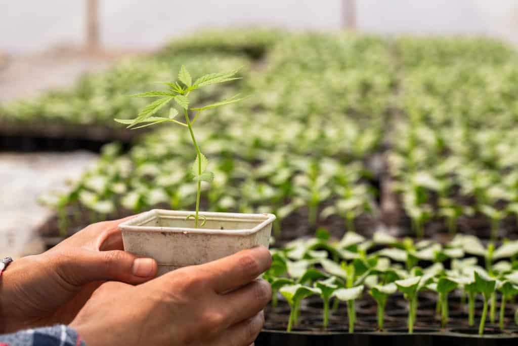 How to grow weed Cannabis Training University