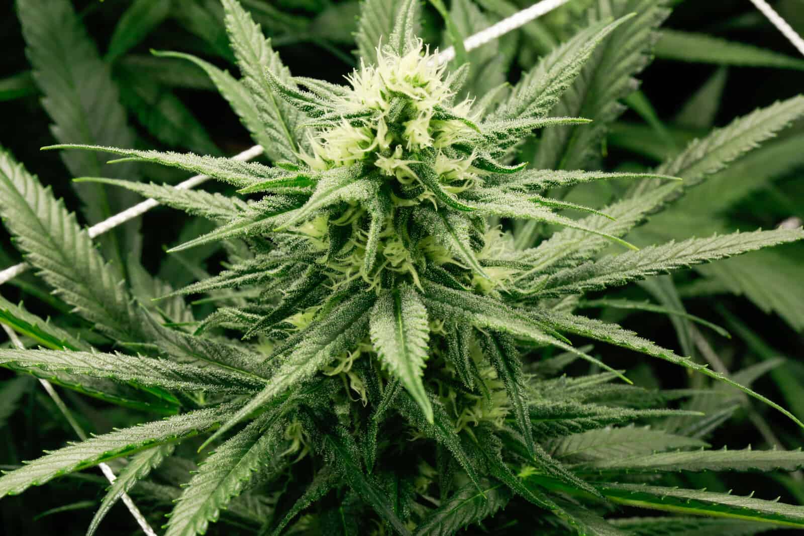 How to Grow Weed: A Brief Overview