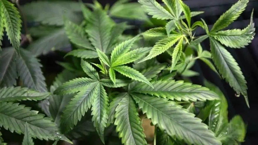 Washington DC Recreational Cannabis Laws (Updated 2021)