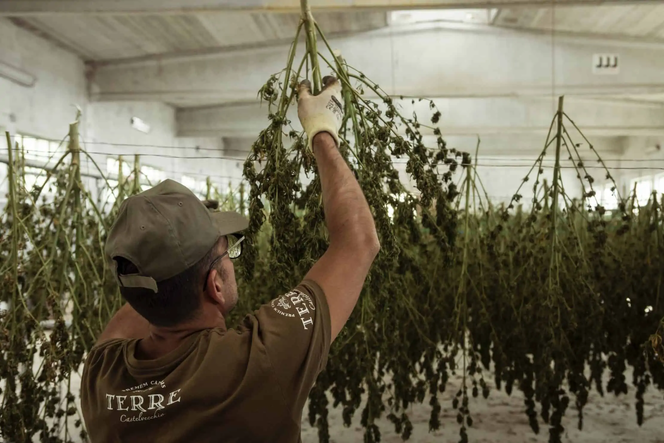 Top 5 Marijuana Career Opportunities Available in the Industry. Man trimmer cannabis plants.