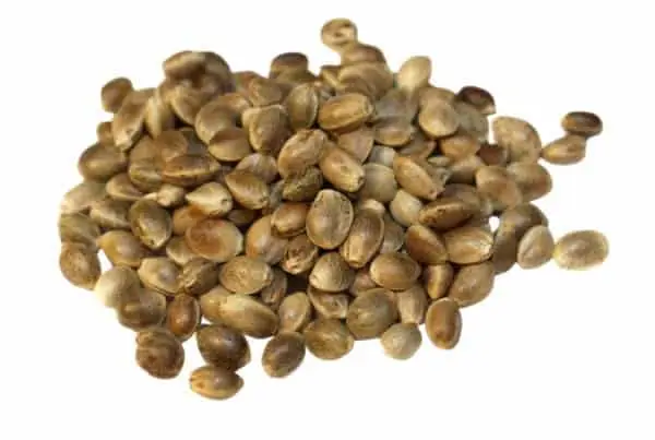 cannabis seeds isolated on white, Cannabis Seeds vs Clones