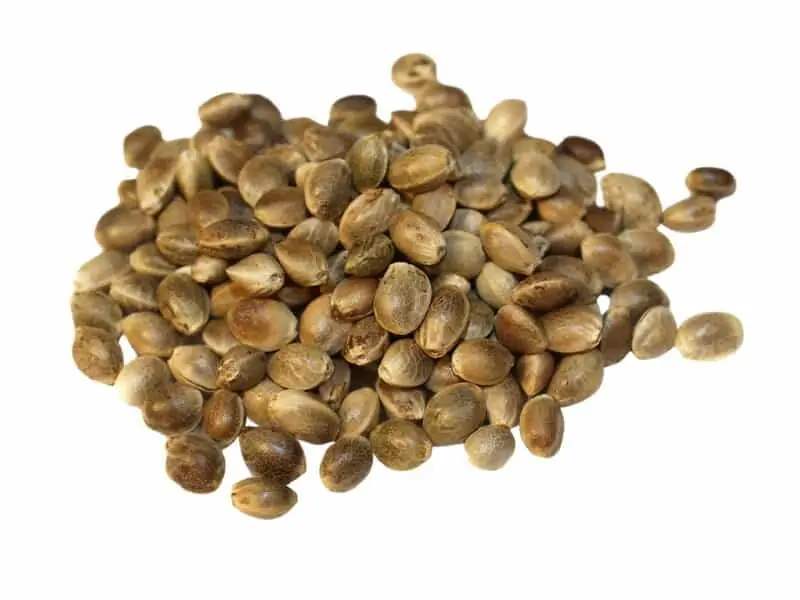 A Comparison Between Cannabis Seeds and Clones