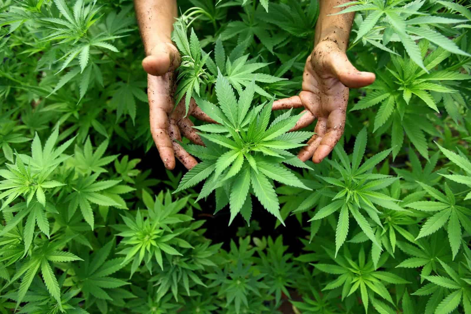 How to Treat Common Marijuana Growing Issues. Group of marijuana plants.