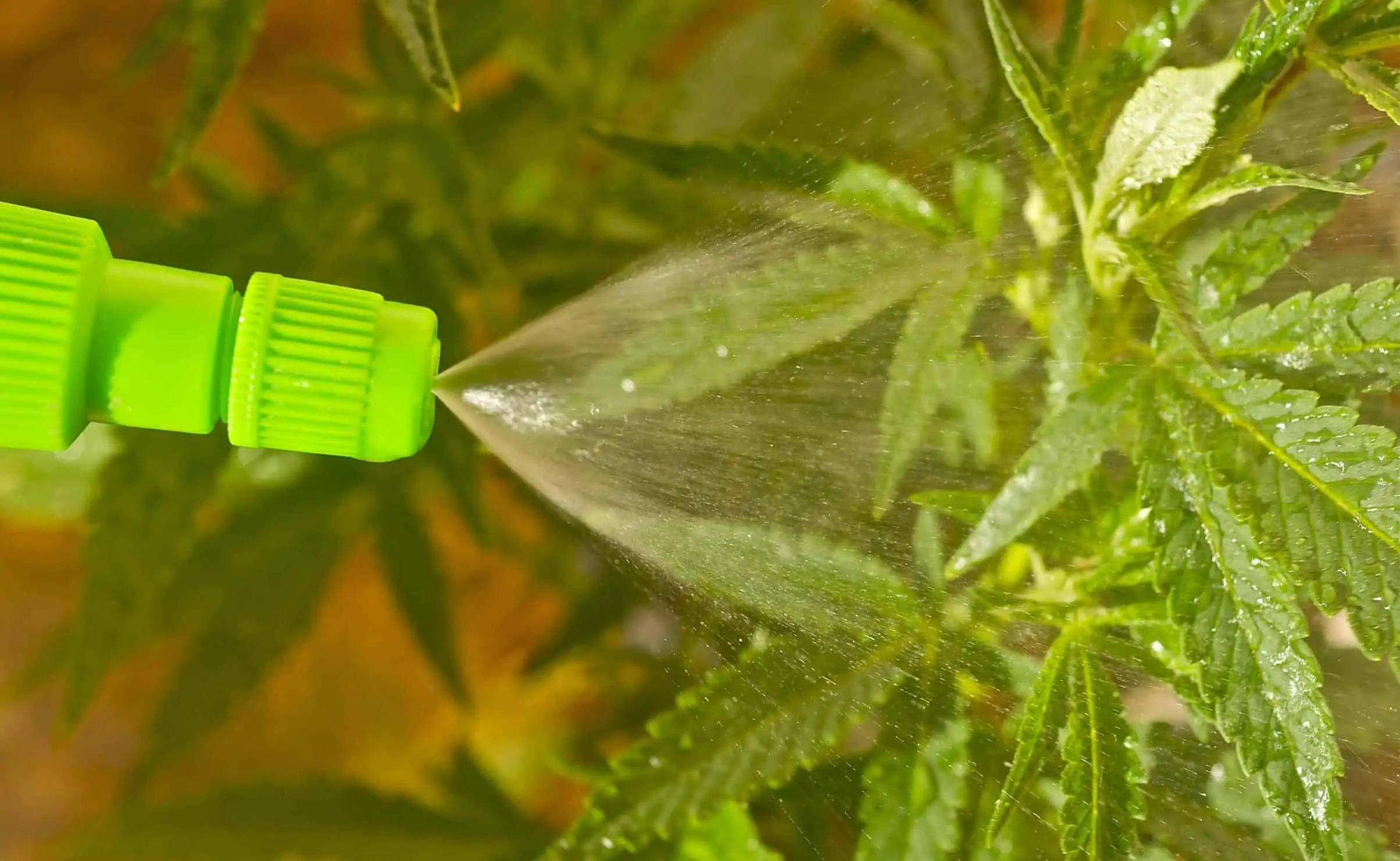 The Best Ways to Use Marijuana Plant Nutrients. Spraying water on plant.
