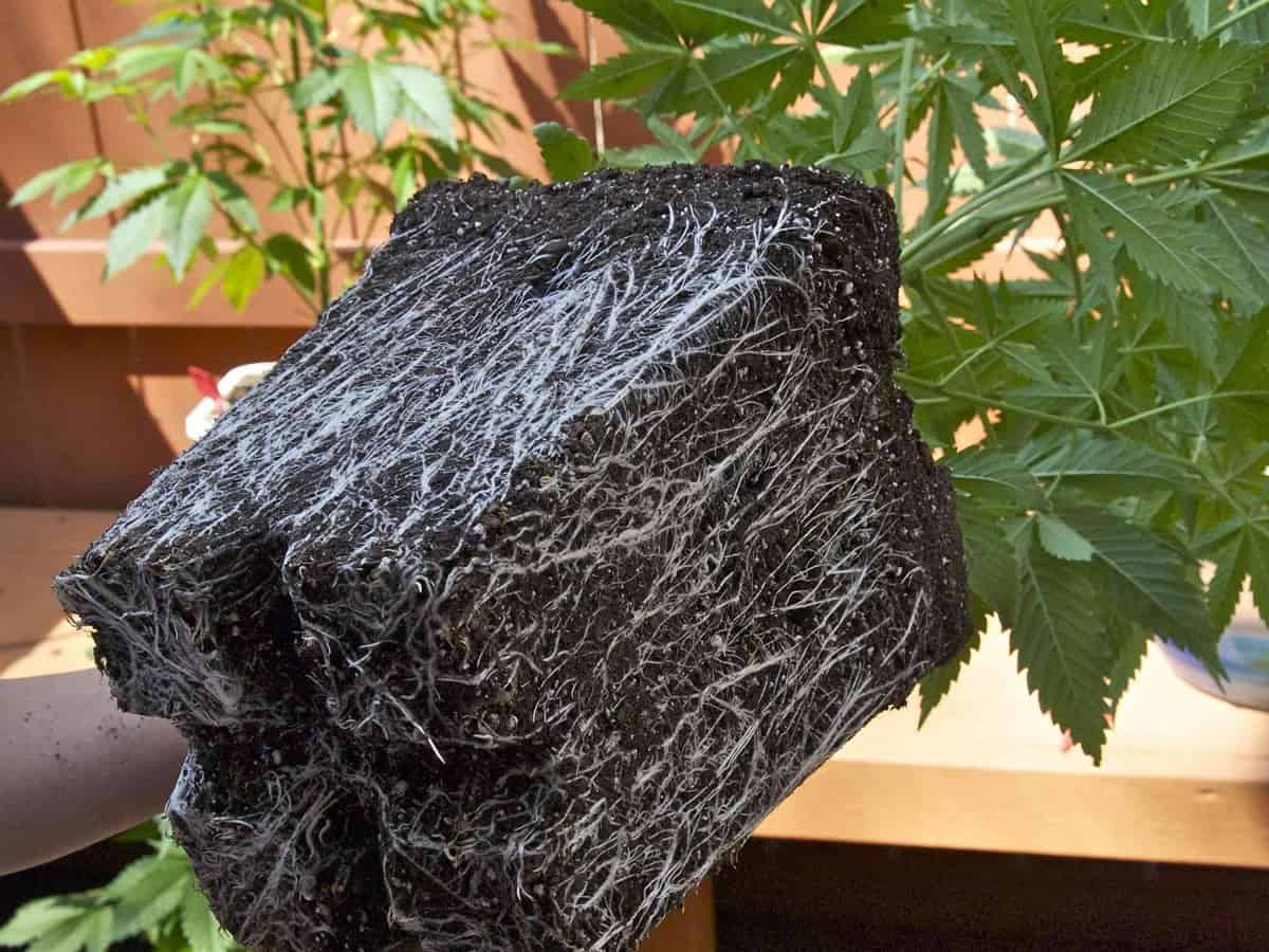 Roots in Cloning Marijuana Plants.Root of plant.