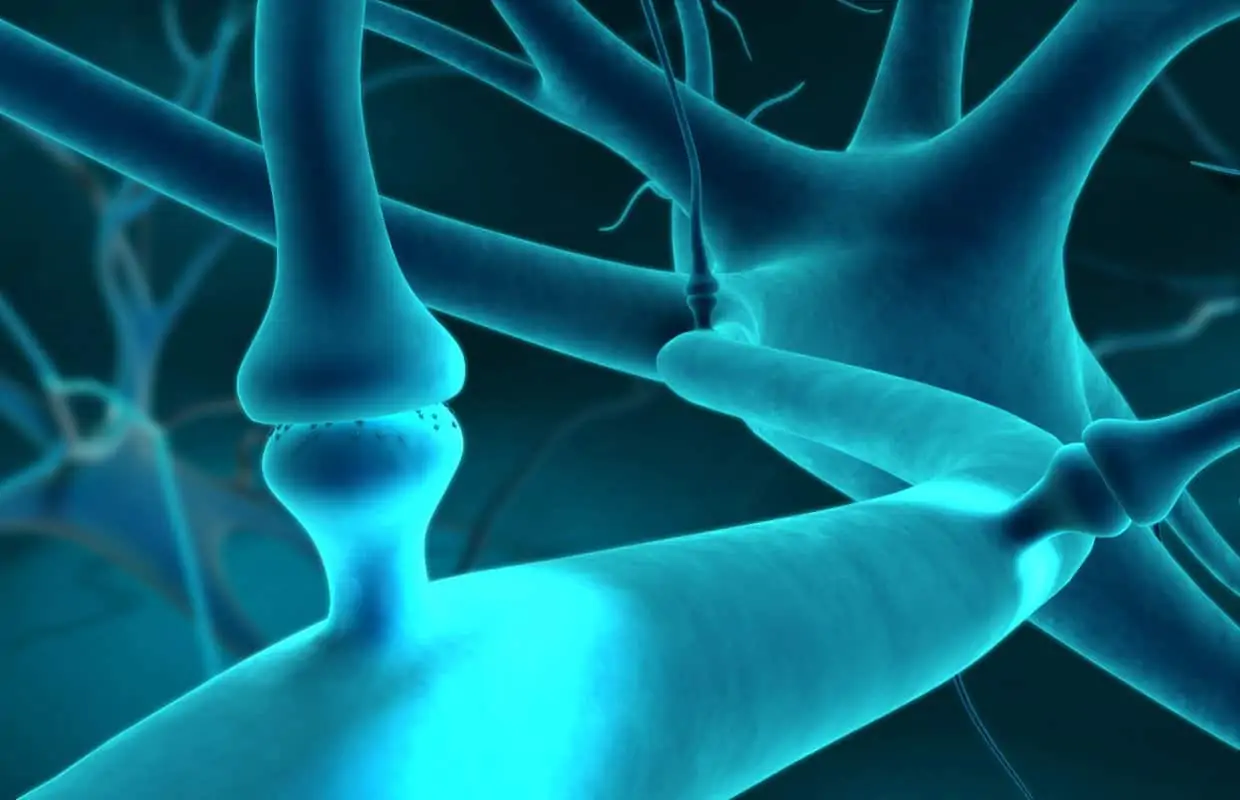 What You Need to Know About the Endocannabinoid System