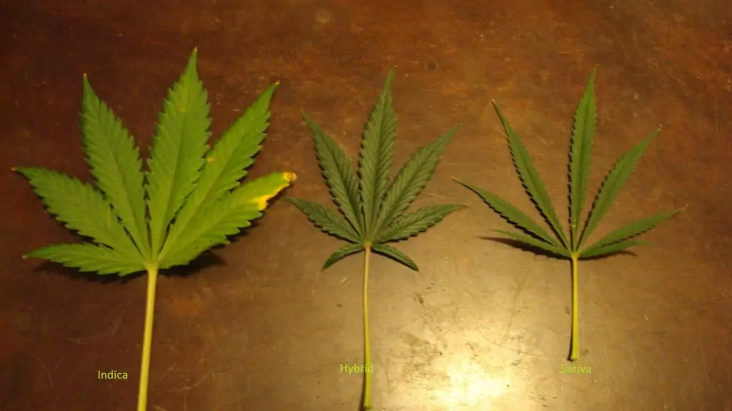 Sativa vs. Indica vs. Hybrids pot leaves 