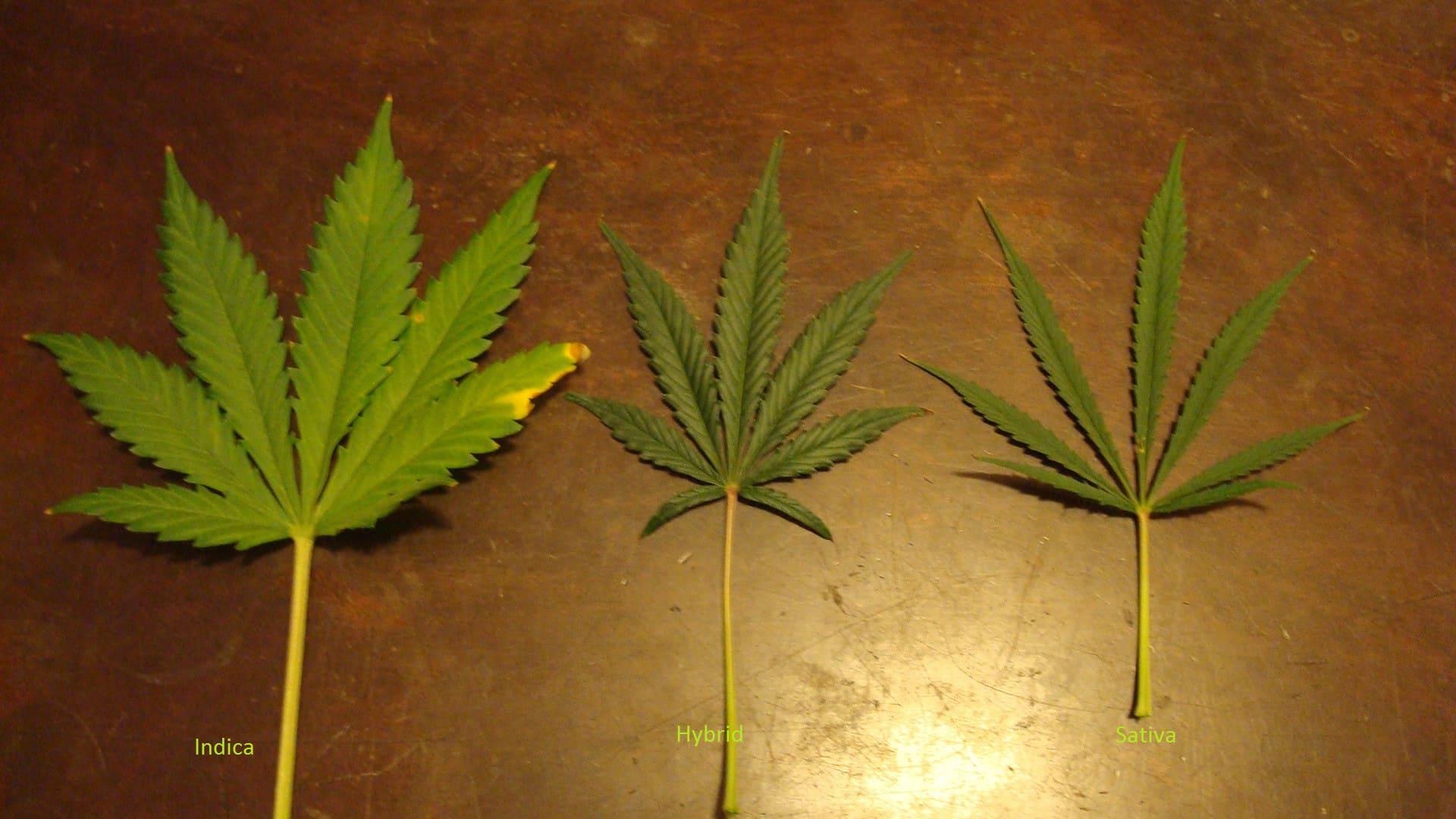 Sativa vs. Indica vs. Hybrids strains. Three pot leaves.