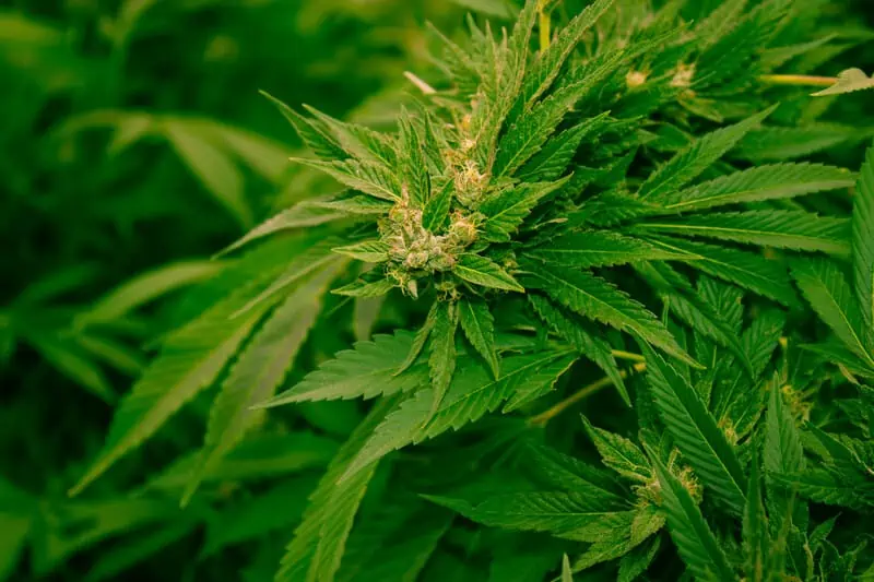 Cannabis Legalization in Massachusetts