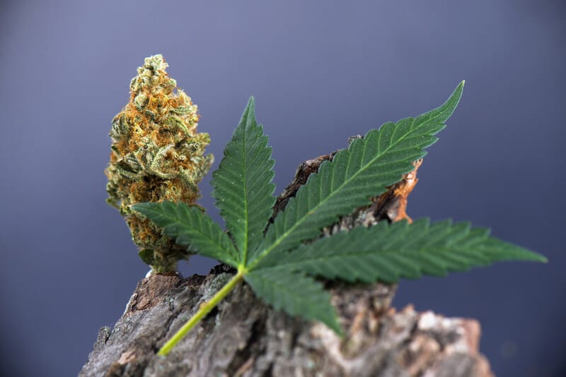 marijuana leaf and bud on a branch, epilepsy and marijuana 
