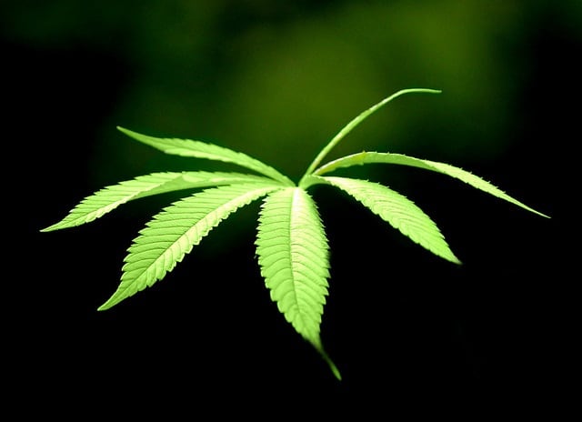 How To Grow One Marijuana Plant Inside Your Home. Pot leaf.