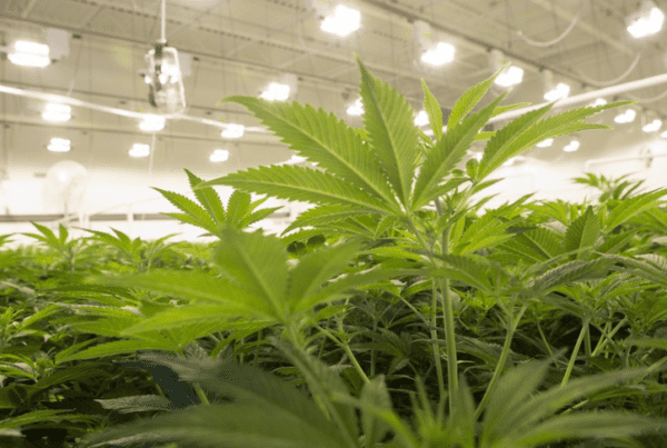 Online Marijuana Career Training Program. Grow room of pot plants.