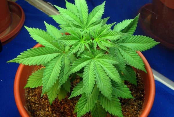Potting up: Steps to Re-Potting Your Marijuana Plants. Pot plant in a pot.