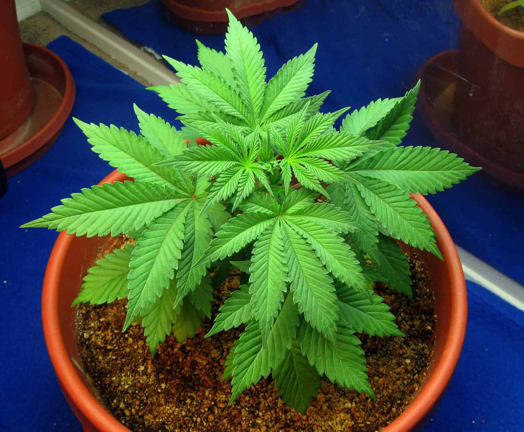 Potting Up: Steps to Repotting Cannabis Plants
