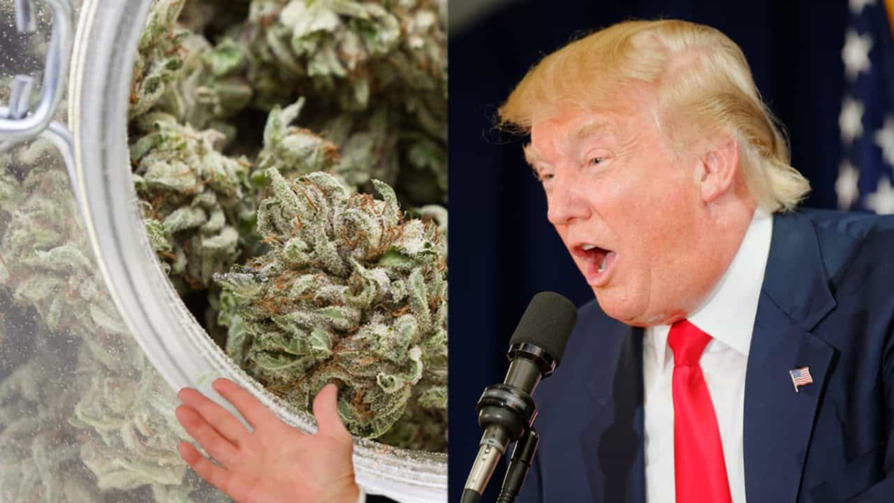 Trump and Cannabis
