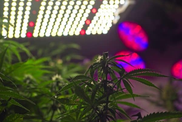 marijuana plants under lights, tips for quieting your cannabis grow room