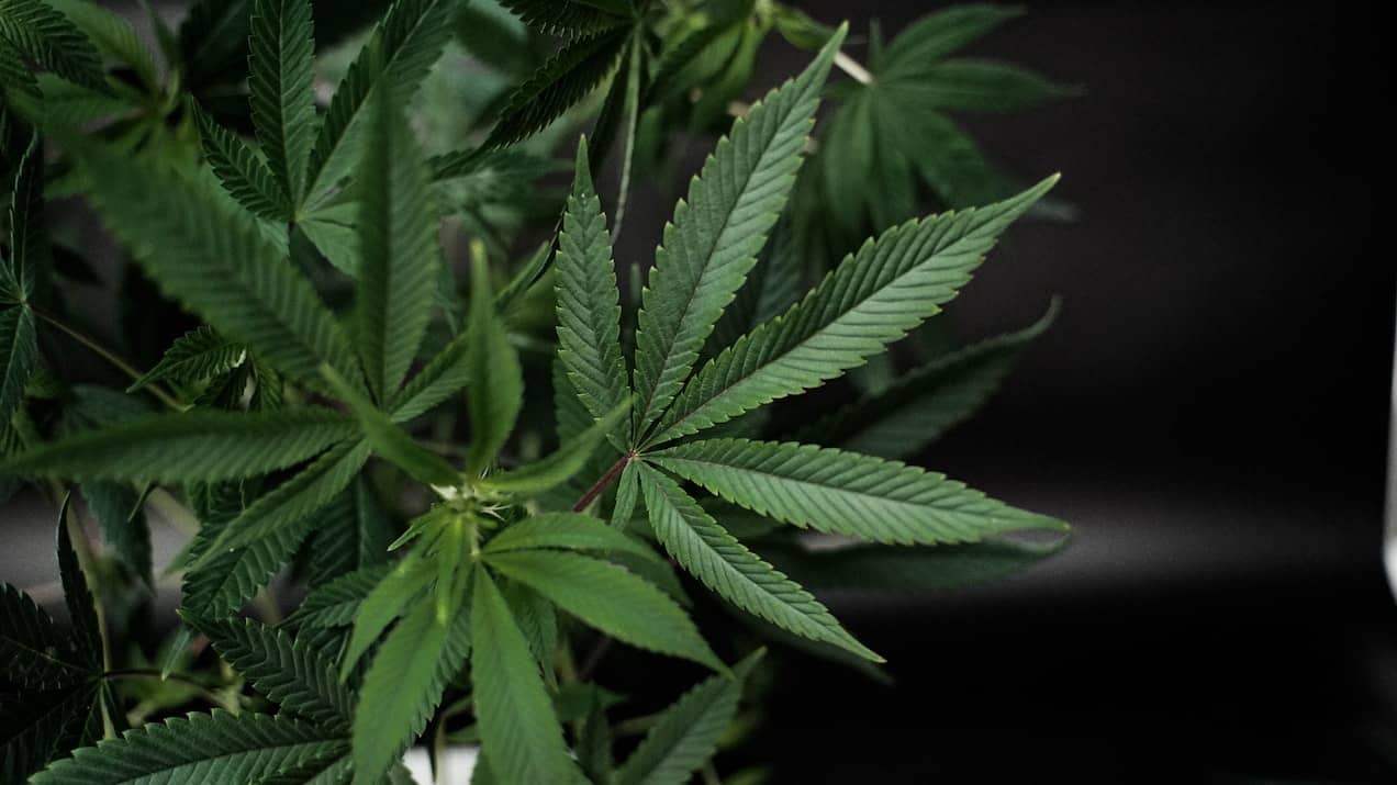 Cannabis Legalization – Who’s Next?