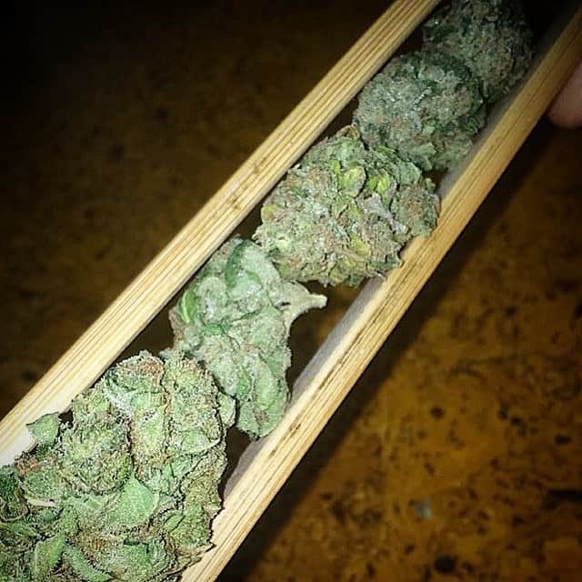 Budtender Career
