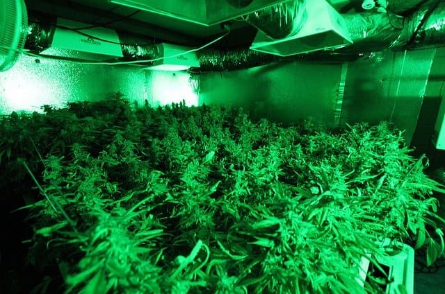 Supplemental Lighting or Side Lighting for Indoor Cannabis Grow, pot plants in grow room