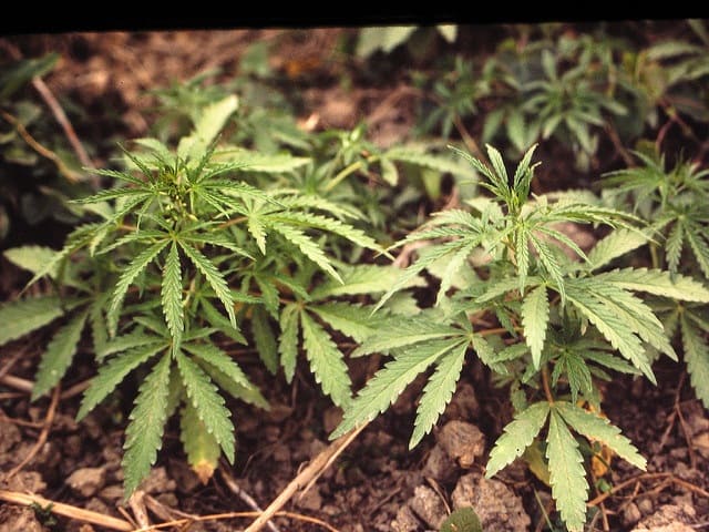 Growing Marijuana Naturally Outdoors and Indoors. Close up of weed plants.