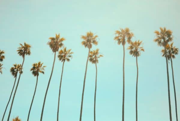 Cannabis Cultivation Laws in California. Palm trees and blue skies.