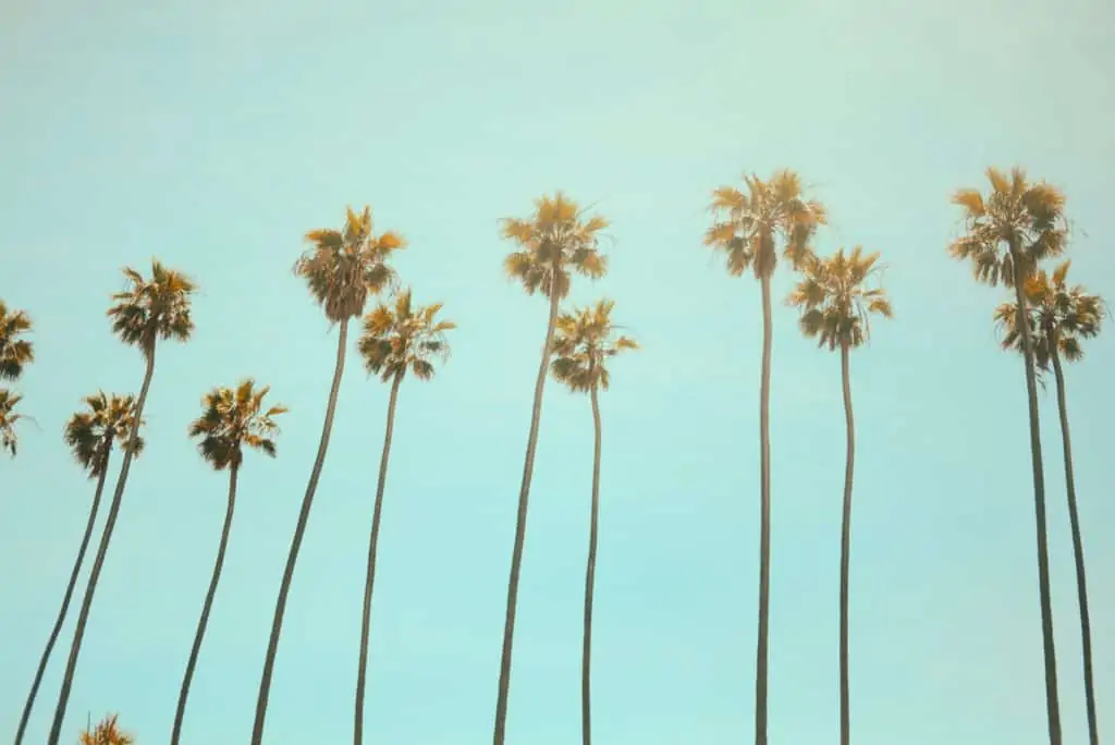 palm trees and blue skies, marijuana cultivation laws in California
