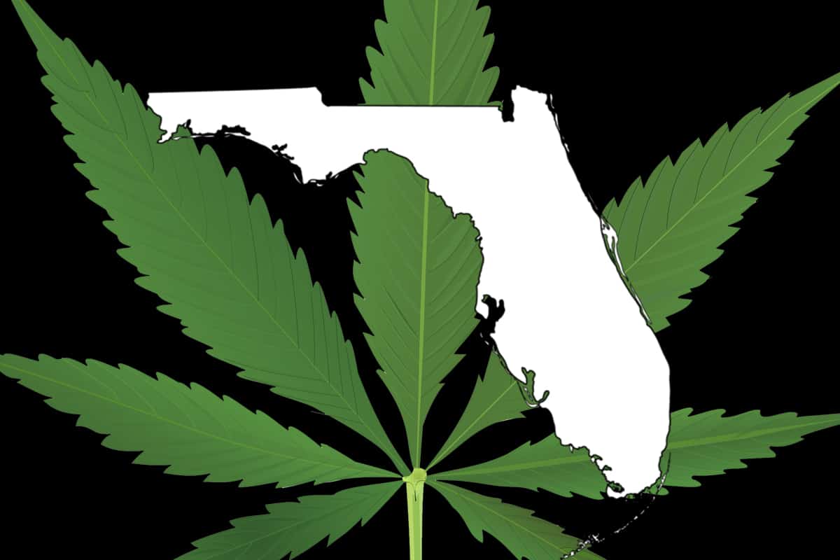 Tampa Cannabis College