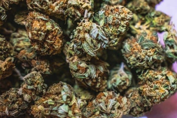 pile of cannabis buds up close, best cannabis strains sold in Colorado
