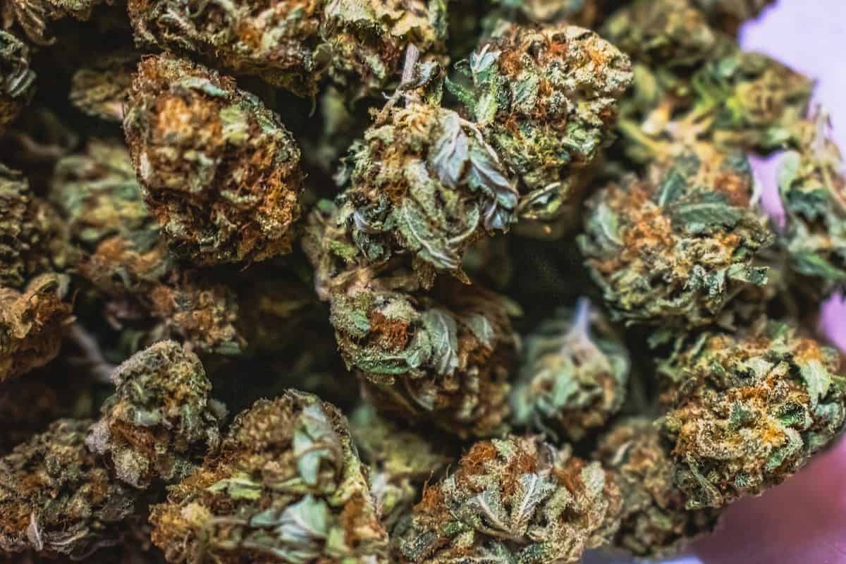 Best Cannabis Strains Sold in Colorado