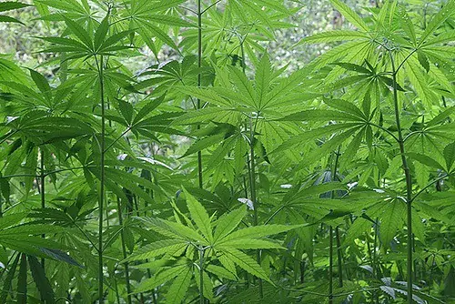 Importance of Security in Growing Marijuana
