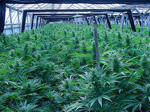 Different Marijuana Greenhouses to Consider