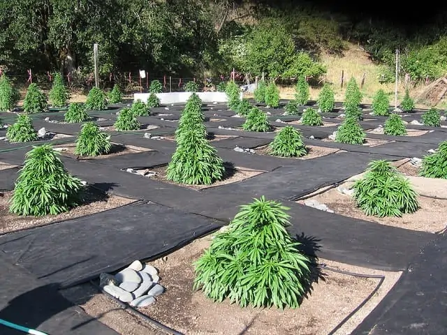 How to Make a Compost for Marijuana Plants