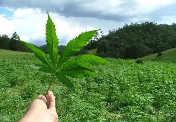 Cannabis Stocks on Fire. Hand holding a marijuana leaf.
